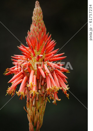 アロエの花の写真素材