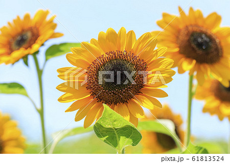 ひまわり 向日葵 の写真素材集 ピクスタ