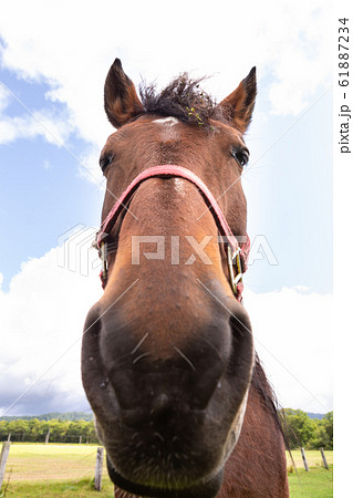 馬 鼻デカ 笑顔の写真素材