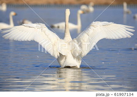 はばたく白鳥の後ろ姿の写真素材