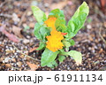 カレンジュラ 花言葉 慈愛 Calendulaの写真素材