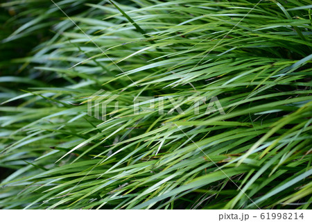 緑の細長い葉の写真素材 - PIXTA