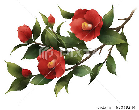 植物 花 椿 赤のイラスト素材