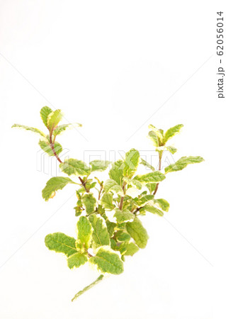 パイナップルミント ミント ミントティー ハーブティーの写真素材