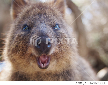 世界一幸せな動物の写真素材