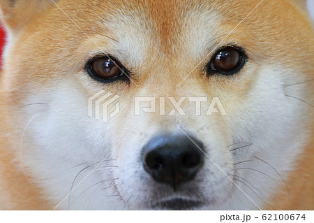 鼻 柴犬 アップ 動物の写真素材