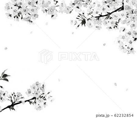 花 桜 墨 水墨画のイラスト素材