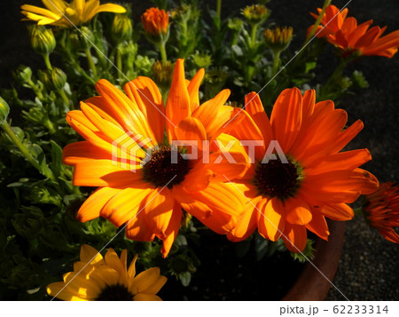 ディモルフォセカ 一年草 庭花 アフリカキンセンカの写真素材