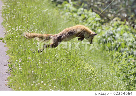きつね キツネ 狐 ジャンプの写真素材