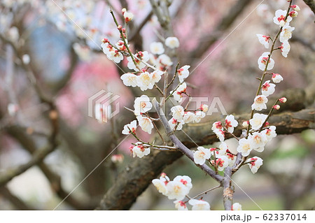 南高梅 花 梅 木の花の写真素材