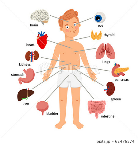 耳 体 パーツ イラストのイラスト素材