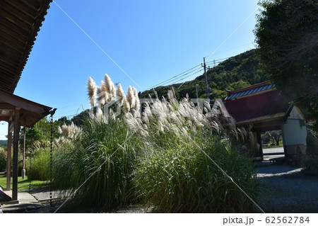 パンパース ススキの写真素材