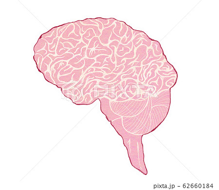 脳 脳みそ 断面図 構造のイラスト素材