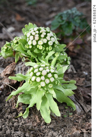 ふきのとうの花の写真素材