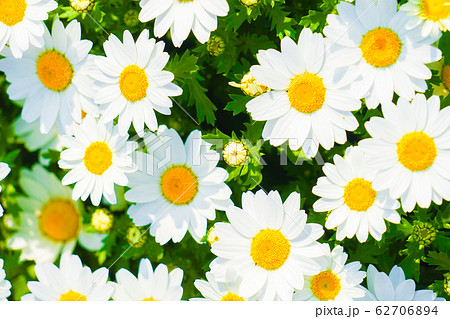 色鮮やかなカモミールのイメージ 壁紙用 の写真素材