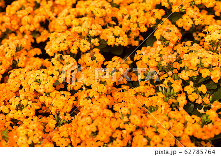 オレンジ色 小さい 花の写真素材