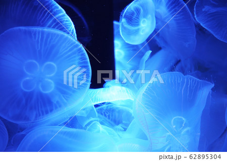 クラゲ クラゲ複数 海の動物 綺麗の写真素材