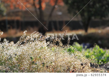 ぺんぺん草 雑草 野草 山野草 ナズナ 緑の葉の写真素材 - PIXTA