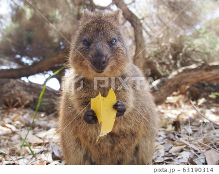 世界一幸せな動物の写真素材