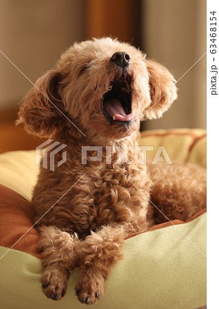 犬 トイプードル 鼻 茶色 子犬の写真素材