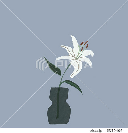 オリエンタルユリのイラスト素材 - PIXTA