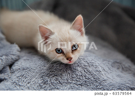 だんご三兄弟 かわいいの写真素材