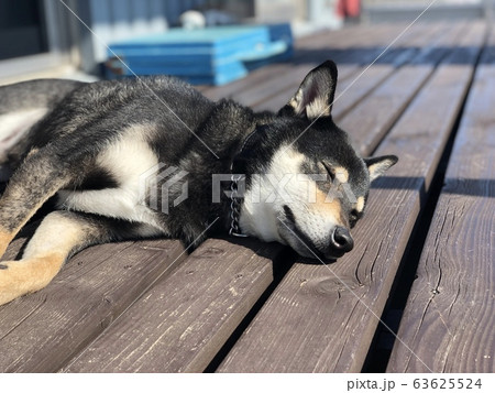 昼寝 犬 柴犬 日向ぼっこの写真素材