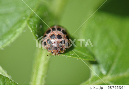 二星テントウ虫 昆虫の写真素材