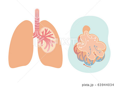 肺胞のイラスト素材