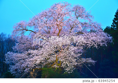 夕方の桜並木 | GANREF