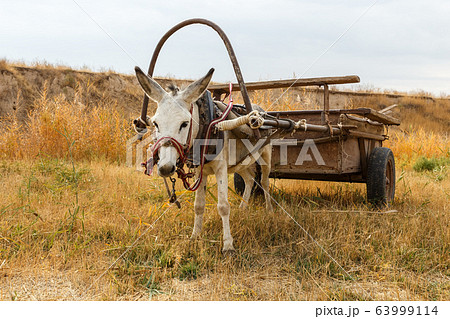 ロバの馬車 ろばの写真素材