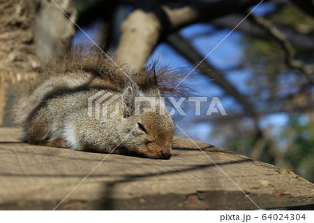 リス 睡眠 眠る 寝るの写真素材