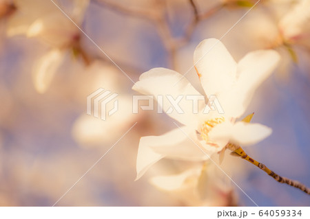 黄色のモクレンの写真素材 - PIXTA