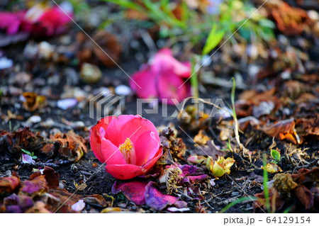 椿 落ちる 花 赤色の写真素材