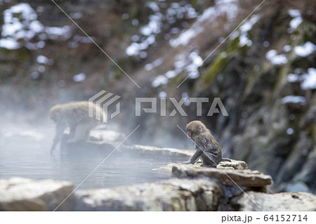 猿 暖まる 温泉 動物の写真素材 - PIXTA