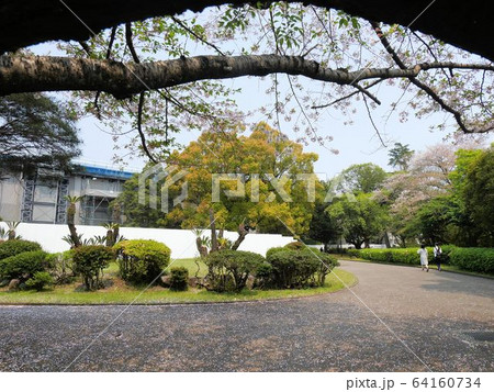 熊本大学の写真素材