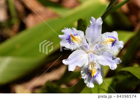 花弁4枚の写真素材