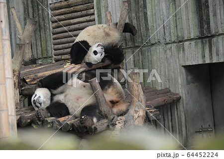 かわいい 絶滅危惧種 逆さ ジャイアントパンダの写真素材