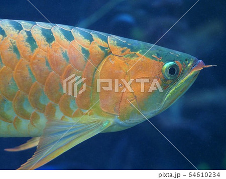 アロワナ あろわなの写真素材