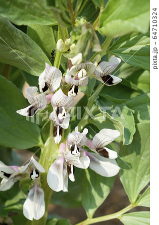 大豆の花の写真素材