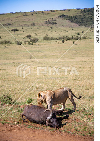 食事 ライオン 狩り アフリカの写真素材