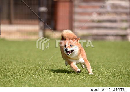 犬 走る 柴犬 ダッシュの写真素材