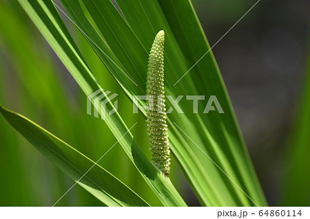 肉穂花序の写真素材