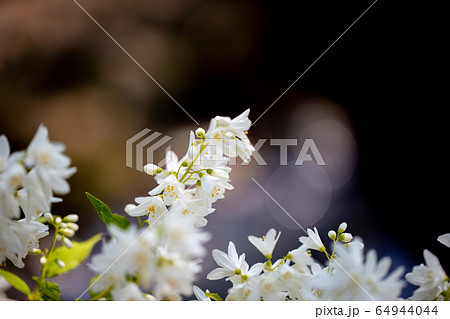 卯の花の写真素材