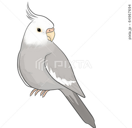 オカメインコのイラスト素材