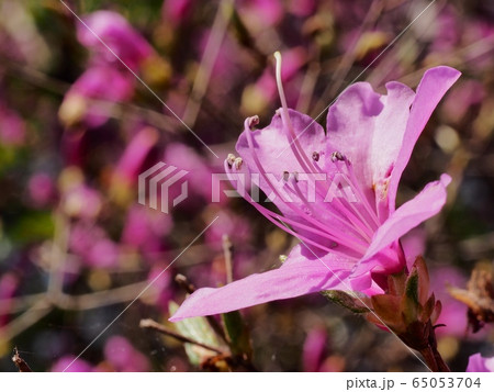 ヤマツツジ 紫色のヤマツツジ コバノミツバツツジ 紫の花の写真素材