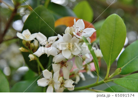 シャリンバイの写真素材