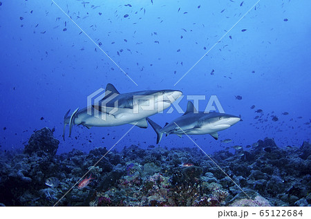 オグロメジロザメの写真素材