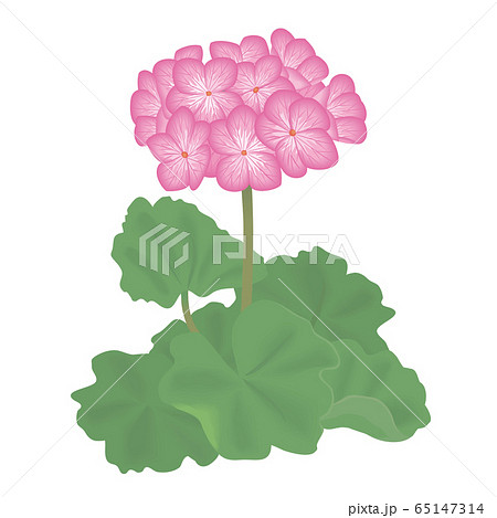 花 ゼラニウム ピンク色 白バックのイラスト素材