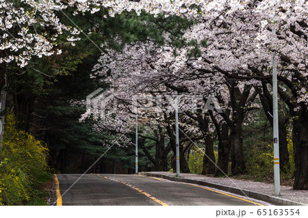 街路樹 花の写真素材